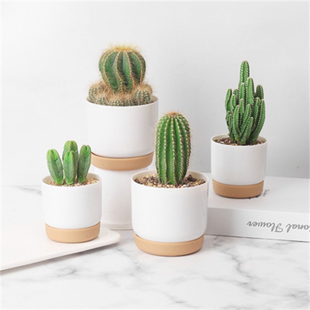 Round Cactus Succulent Plants  - đánh giá và giá Cactus Mix Pot