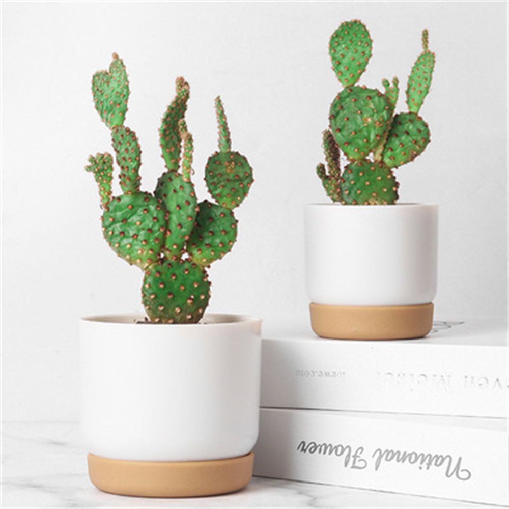 Round Cactus Succulent Plants  - đánh giá và giá Cactus Mix Pot