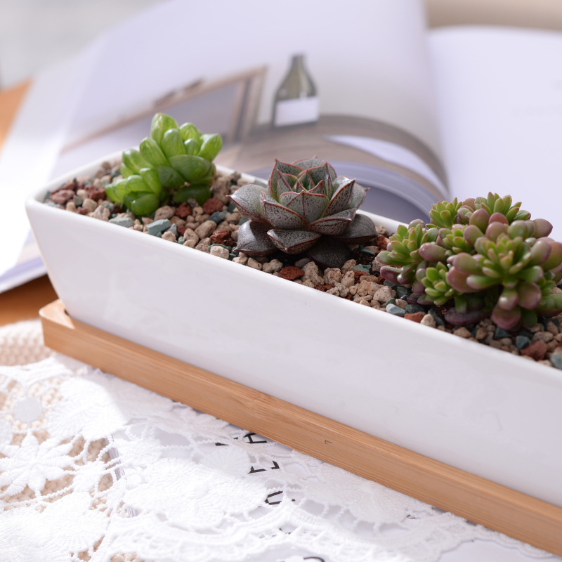 1 Bộ Tối Giản Hình Học Gốm Sứ  - đánh giá và giá Cactus Mix Pot