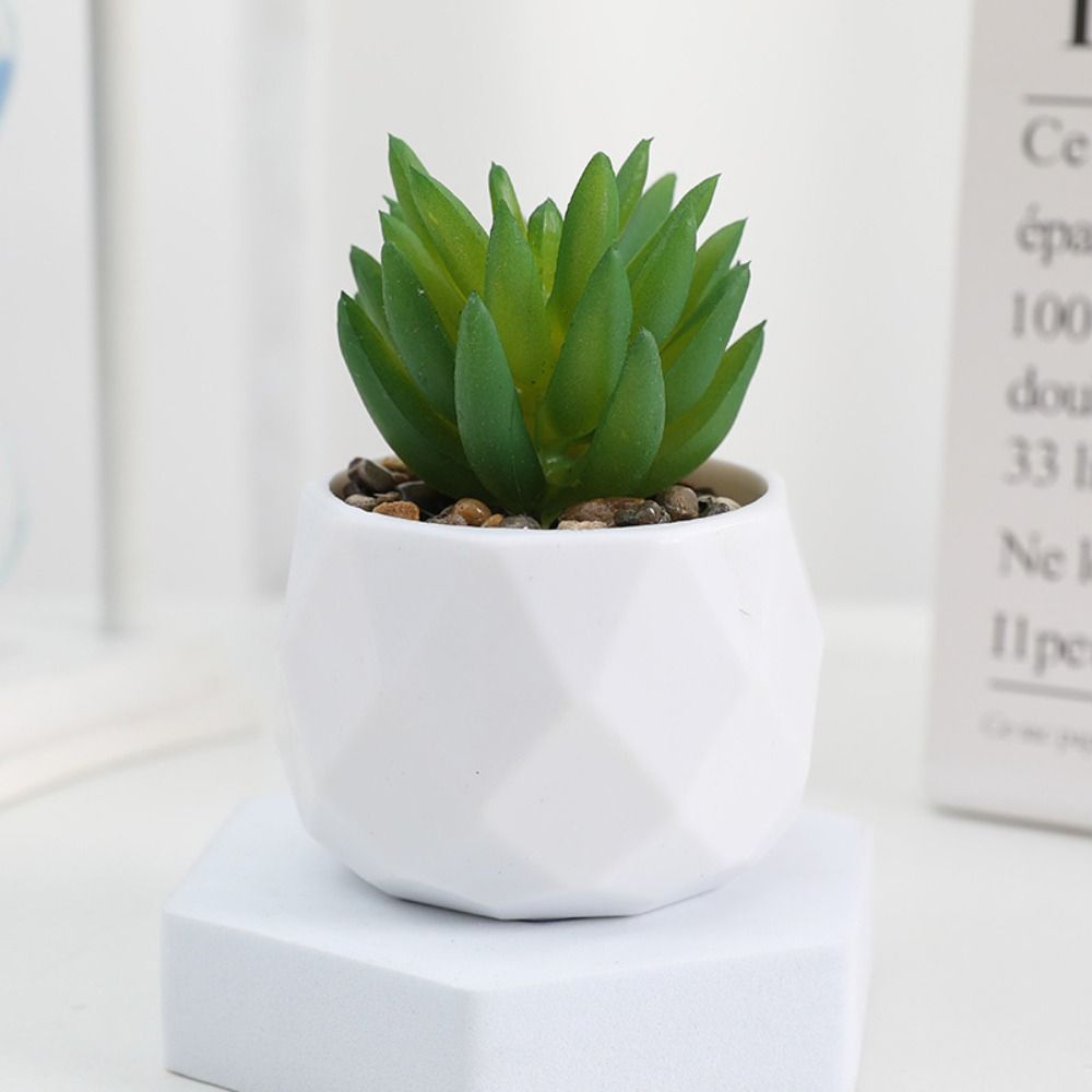 Simulation Evergreen Artificia - đánh giá và giá Cactus Mix Pot