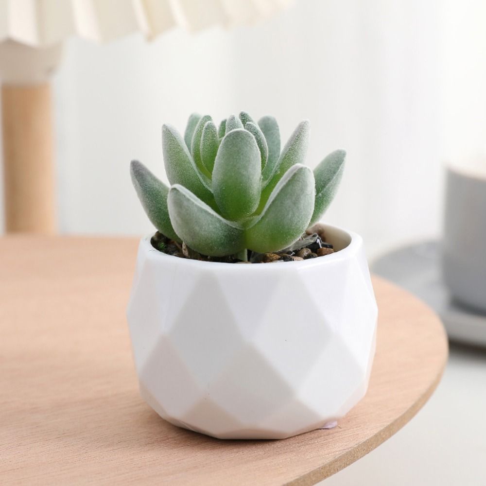 Simulation Evergreen Artificia - đánh giá và giá Cactus Mix Pot
