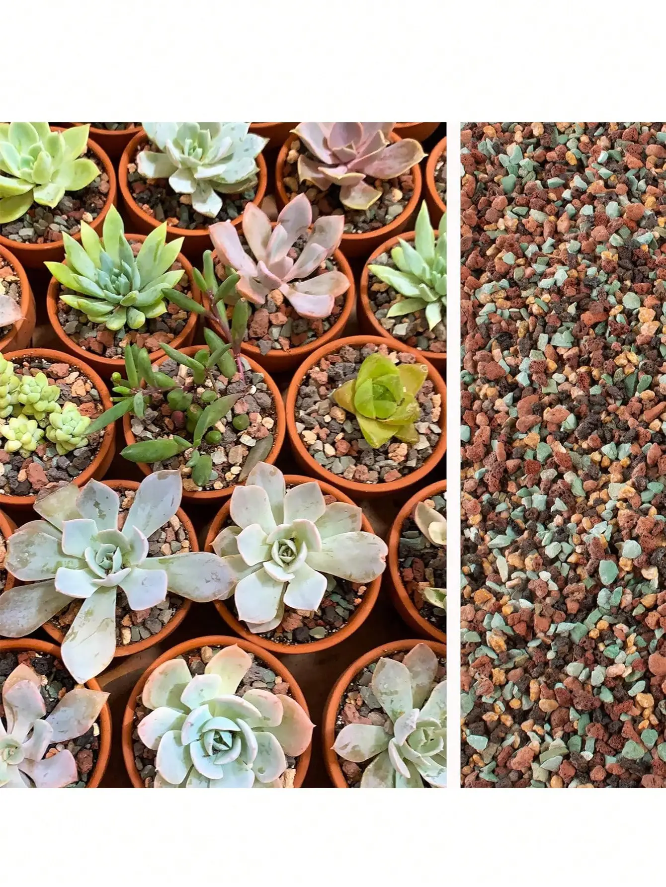 Mix Horticultural Lava Rock Pe - đánh giá và giá Cactus Mix Pot