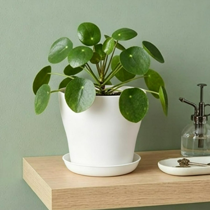 Plant Pot Set with Drainage Ho - đánh giá và giá Cactus Mix Pot