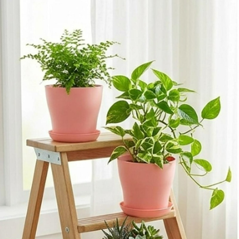 Plant Pot Set with Drainage Ho - đánh giá và giá Cactus Mix Pot